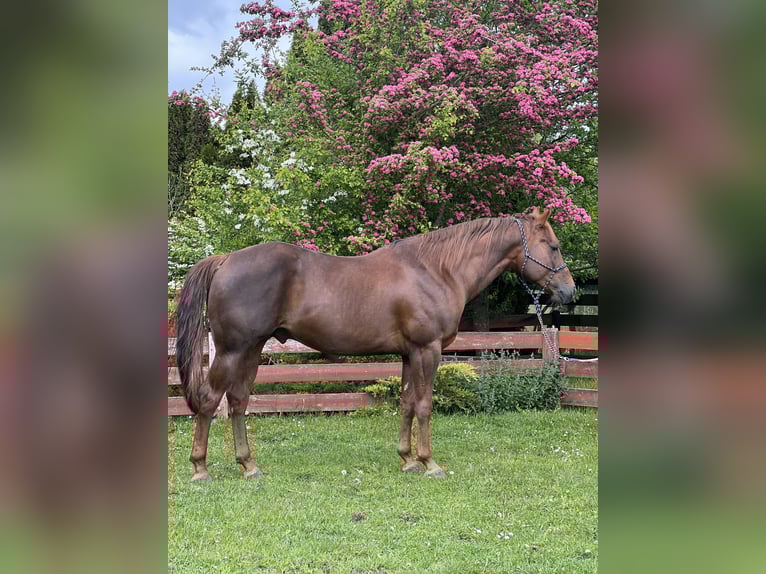 American Quarter Horse Hengst 6 Jahre 155 cm Dunkelfuchs in Biała Podlaska