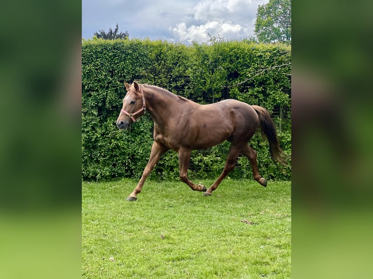 American Quarter Horse Hengst 6 Jahre 155 cm Dunkelfuchs in Biała Podlaska