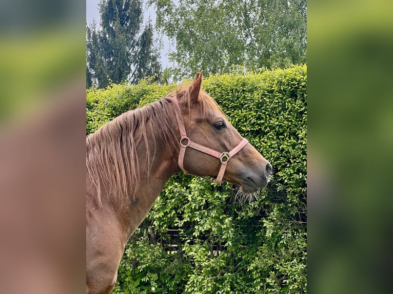 American Quarter Horse Hengst 6 Jahre 155 cm Dunkelfuchs in Biała Podlaska