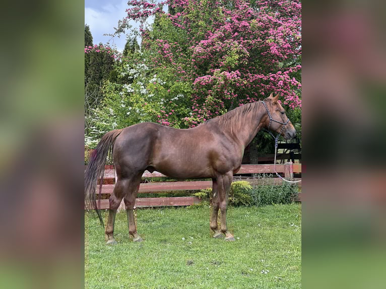 American Quarter Horse Hengst 6 Jahre 155 cm Dunkelfuchs in Biała Podlaska