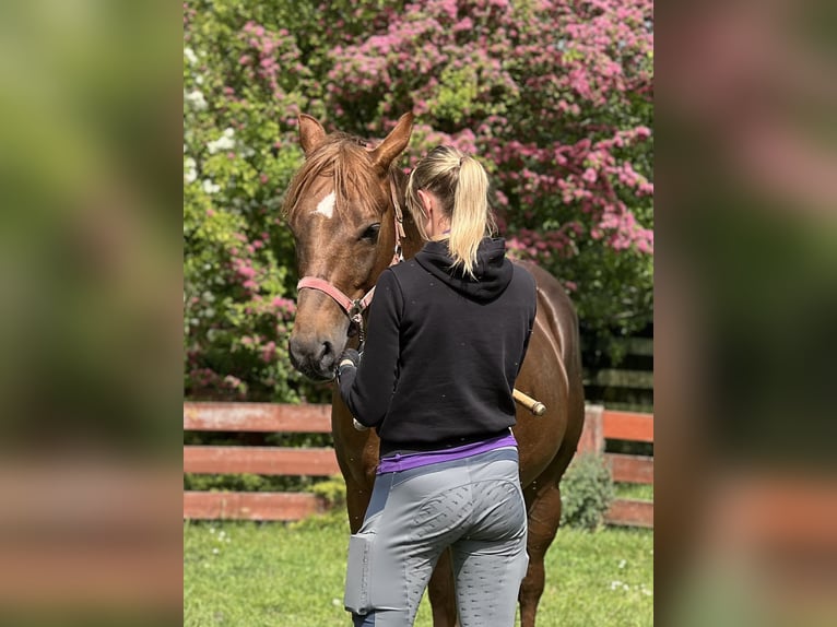 American Quarter Horse Hengst 6 Jahre 155 cm Dunkelfuchs in Biała Podlaska