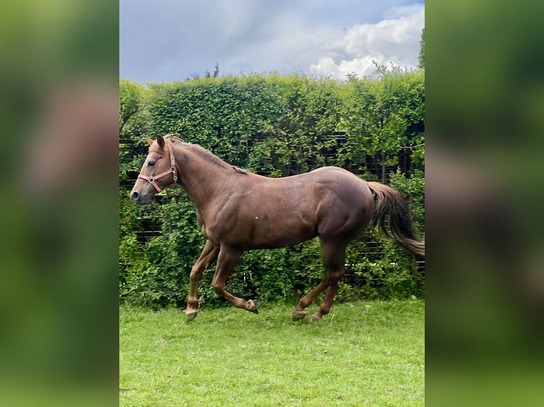 American Quarter Horse Hengst 6 Jahre 155 cm Dunkelfuchs in Biała Podlaska