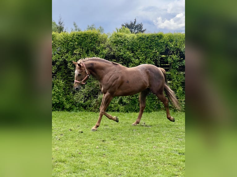American Quarter Horse Hengst 6 Jahre 155 cm Dunkelfuchs in Biała Podlaska