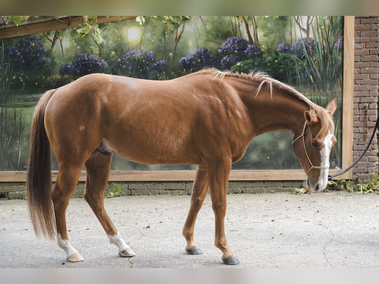 American Quarter Horse Hengst 6 Jahre 155 cm Rotfuchs in Wouwse Plantage