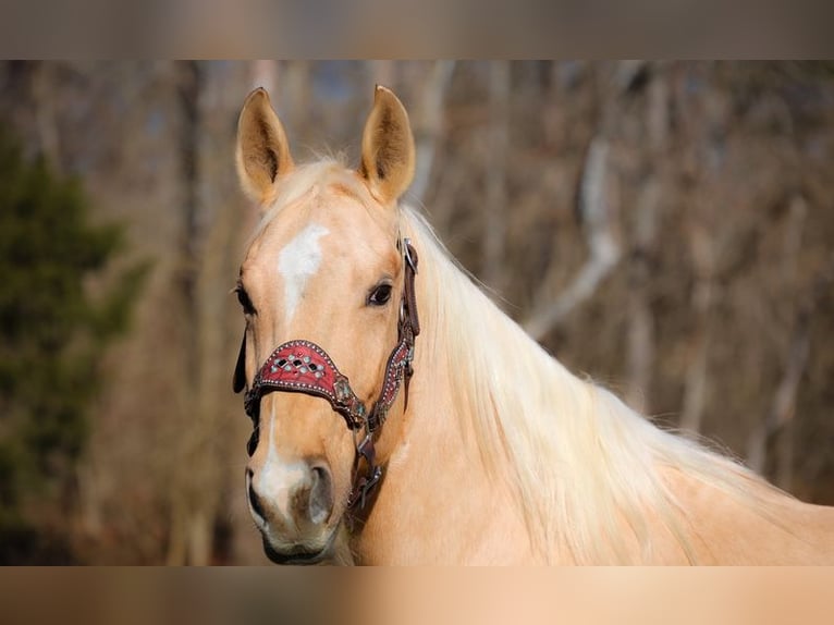 American Quarter Horse Mix Hengst 6 Jahre 61 cm Hellbrauner in Klamath River