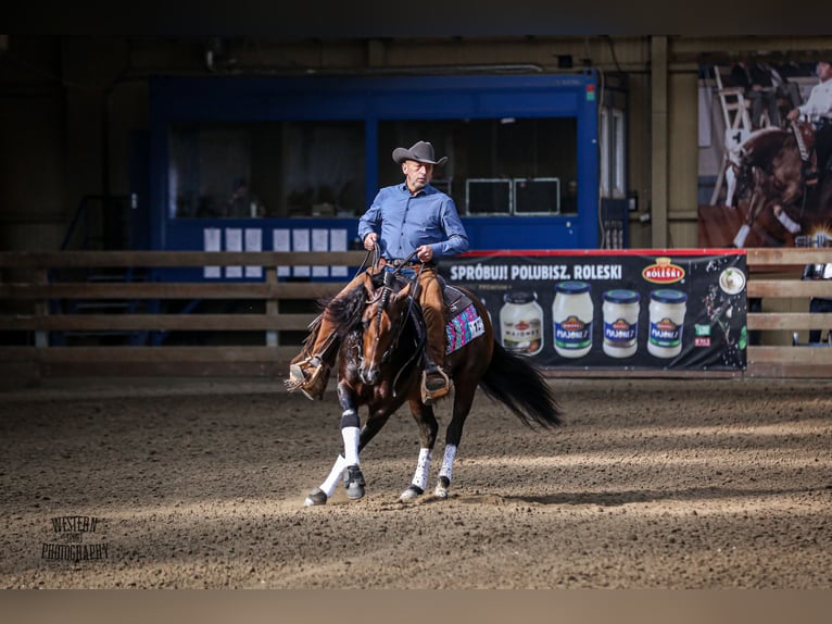 American Quarter Horse Hengst 7 Jaar 150 cm Donkerbruin in Gorzów Wlkp.