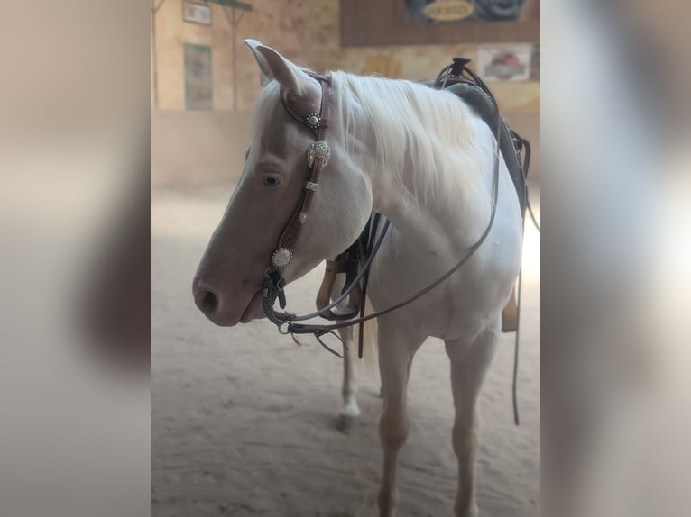 American Quarter Horse Hengst 7 Jaar 150 cm Wit in Amberg