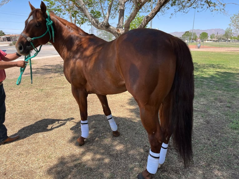 American Quarter Horse Hengst 7 Jaar 152 cm Roodvos in Socorra, TX