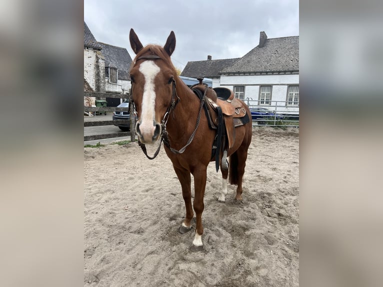 American Quarter Horse Hengst 7 Jaar Bruin in Cambron-Casteau