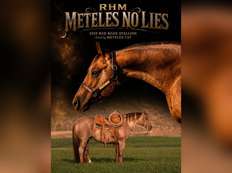 American Quarter Horse Hengst 7 Jaar Roan-Red in Menan