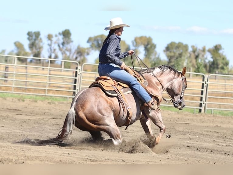 American Quarter Horse Hengst 7 Jaar Roan-Red in Menan