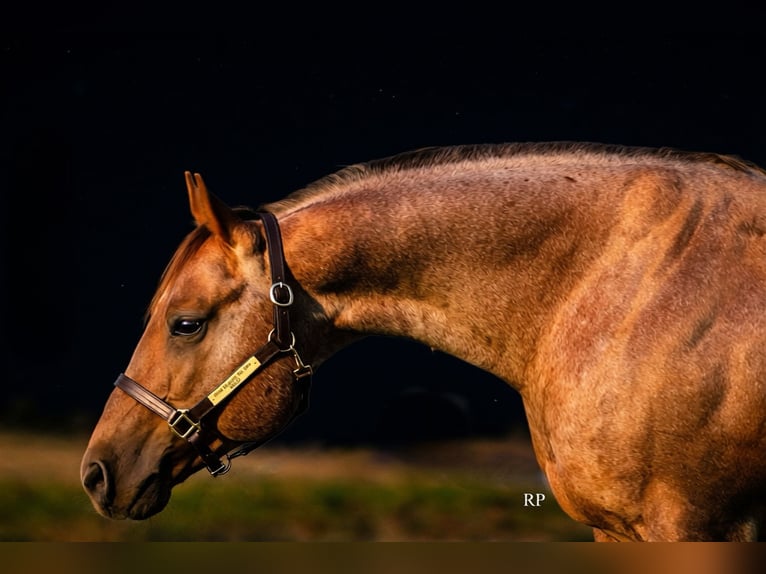 American Quarter Horse Hengst 7 Jaar Roan-Red in Menan
