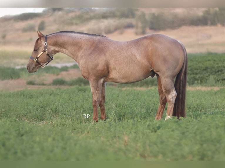 American Quarter Horse Hengst 7 Jaar Roan-Red in Menan
