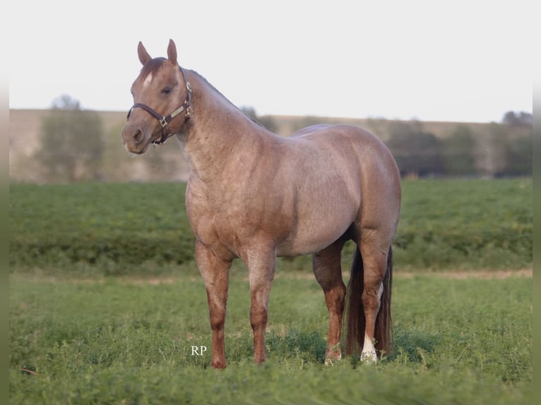 American Quarter Horse Hengst 7 Jaar Roan-Red in Menan