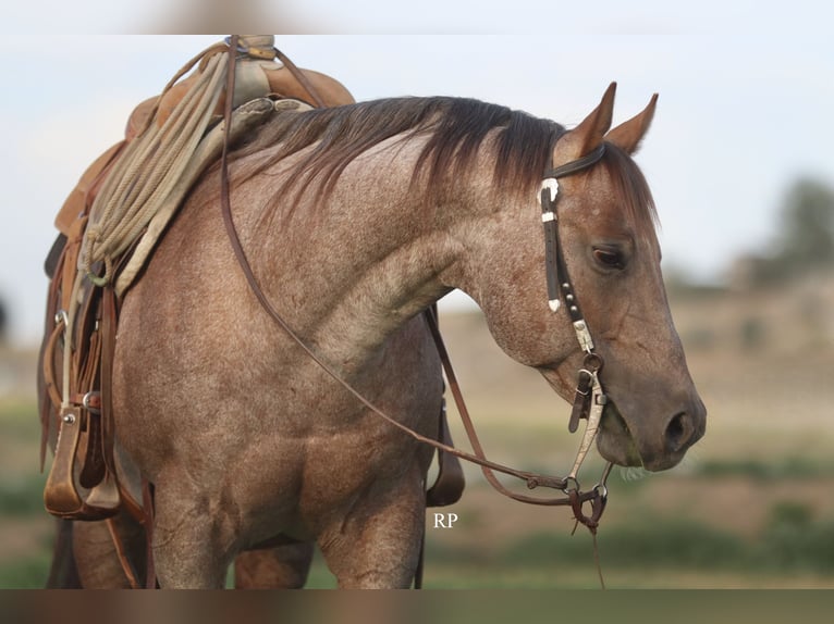 American Quarter Horse Hengst 7 Jaar Roan-Red in Menan
