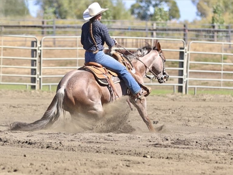 American Quarter Horse Hengst 7 Jaar Roan-Red in Menan