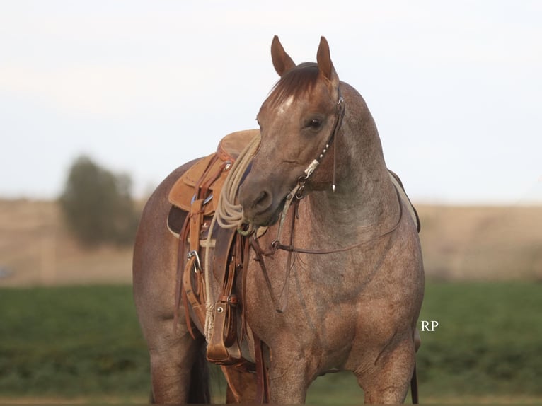 American Quarter Horse Hengst 7 Jaar Roan-Red in Menan