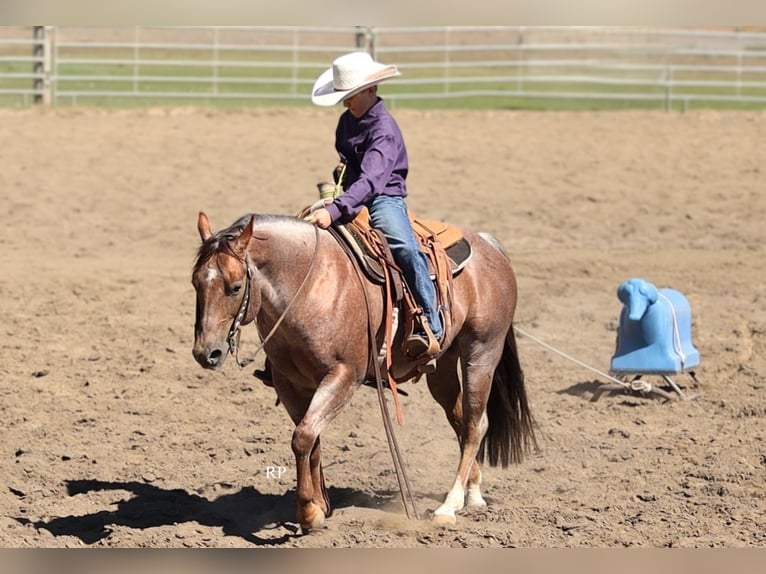 American Quarter Horse Hengst 7 Jaar Roan-Red in Menan