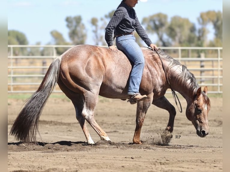 American Quarter Horse Hengst 7 Jaar Roan-Red in Menan