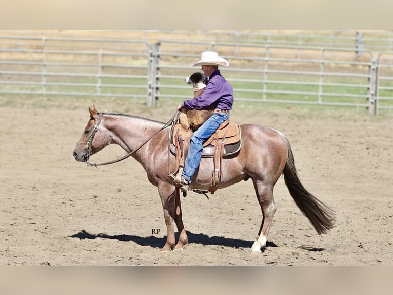 American Quarter Horse Hengst 7 Jaar Roan-Red in Menan