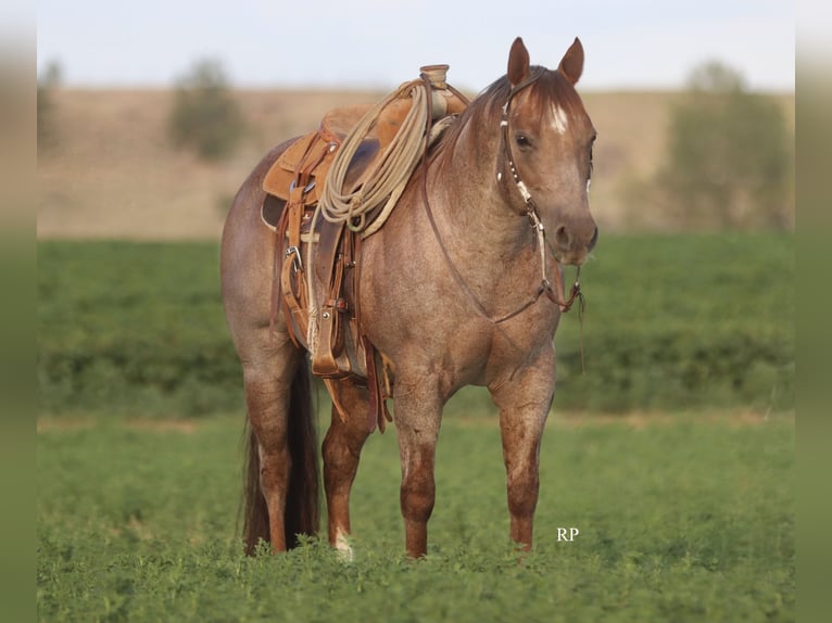 American Quarter Horse Hengst 7 Jaar Roan-Red in Menan