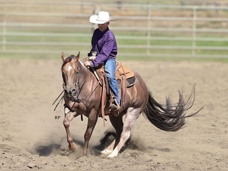American Quarter Horse Hengst 7 Jaar Roan-Red in Menan