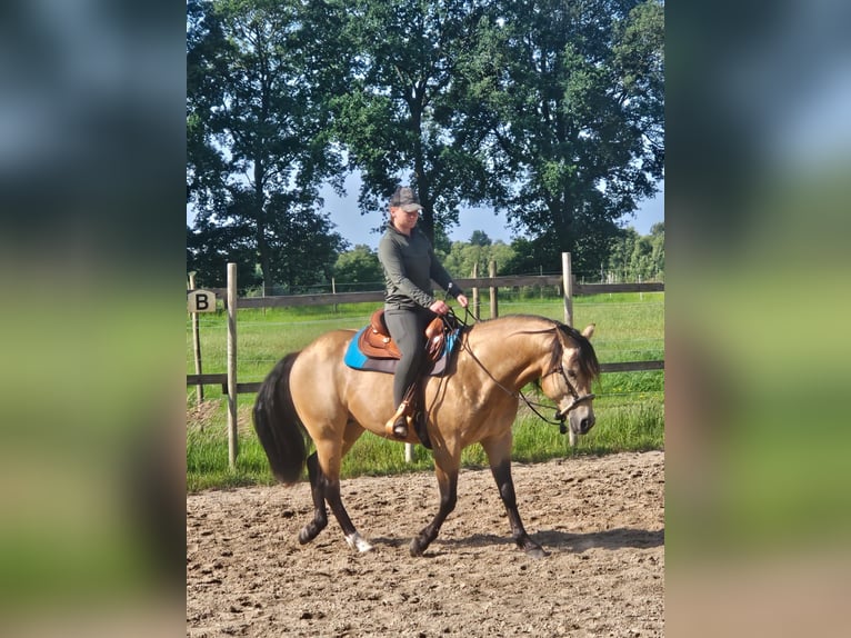 American Quarter Horse Hengst 7 Jahre 148 cm Buckskin in Himmelpforten