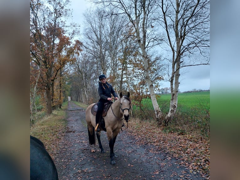 American Quarter Horse Hengst 7 Jahre 148 cm Buckskin in Himmelpforten