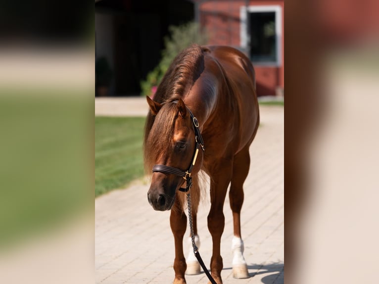 American Quarter Horse Hengst 7 Jahre 148 cm Dunkelfuchs in Tuntenhausen