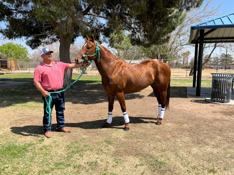 American Quarter Horse Hengst 7 Jahre 152 cm Rotfuchs in Socorra, TX