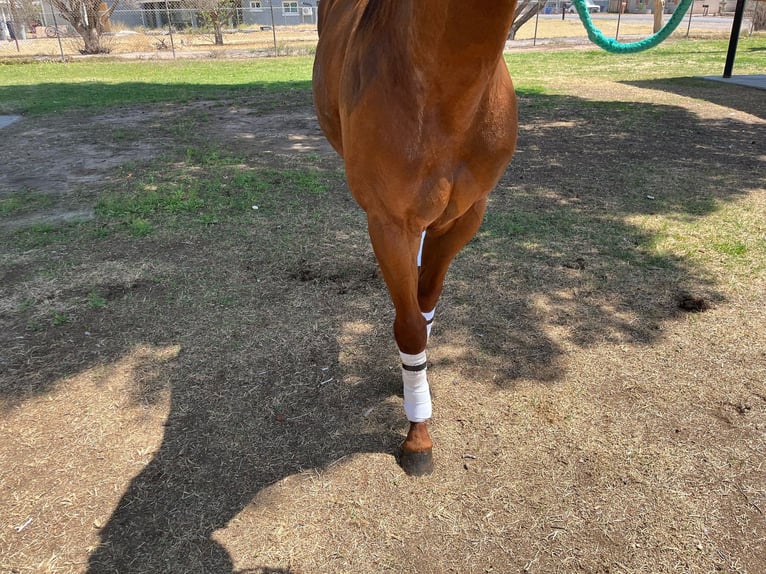 American Quarter Horse Hengst 7 Jahre 152 cm Rotfuchs in Socorra, TX