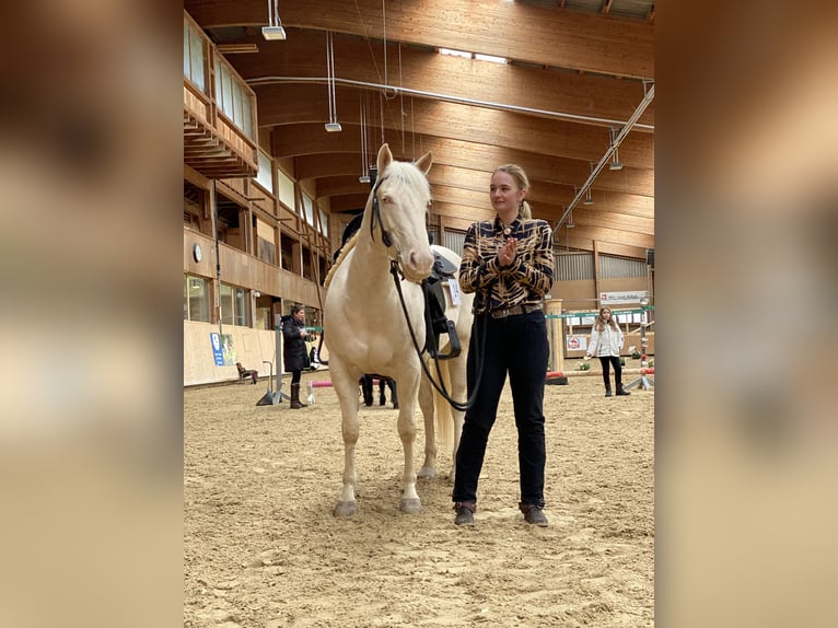 American Quarter Horse Hengst 7 Jahre 155 cm Cremello in Hombrechtikon