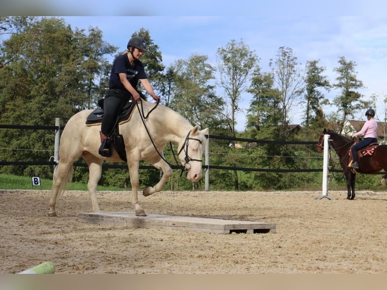 American Quarter Horse Hengst 7 Jahre 155 cm Cremello in Hombrechtikon