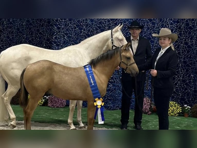 American Quarter Horse Hengst 7 Jahre 155 cm Cremello in Hombrechtikon