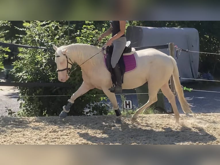 American Quarter Horse Hengst 7 Jahre 155 cm Cremello in Hombrechtikon