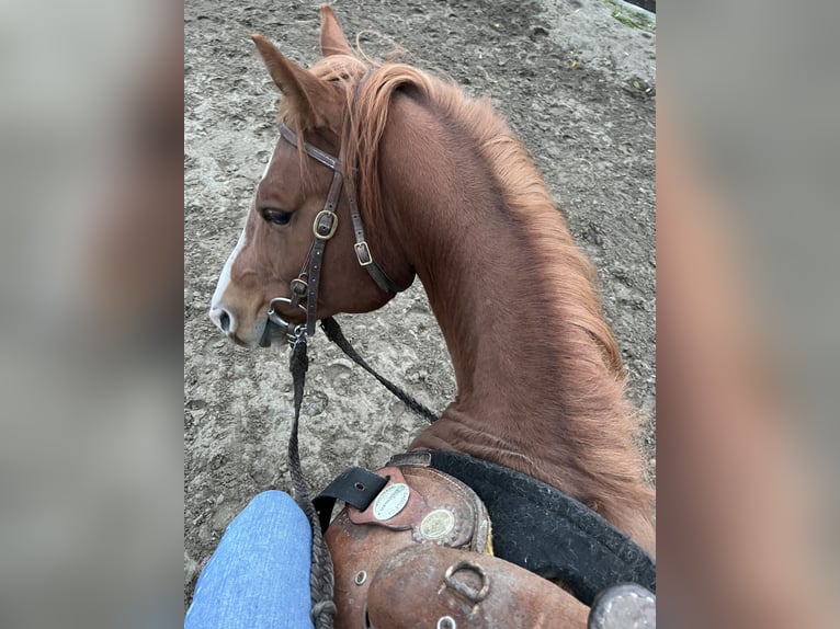 American Quarter Horse Hengst 7 Jahre Brauner in Cambron-Casteau