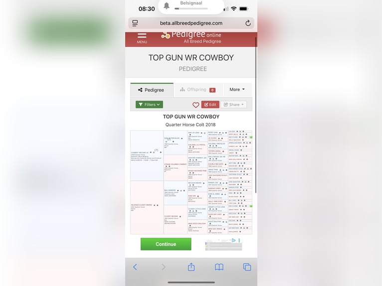 American Quarter Horse Hengst 7 Jahre Brauner in Cambron-Casteau