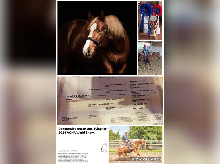 American Quarter Horse Hengst 7 Jahre Fuchs in Ahorn