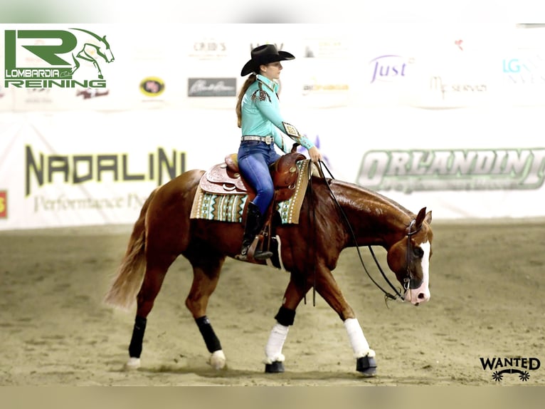American Quarter Horse Hengst 7 Jahre Fuchs in CAMBIAGO