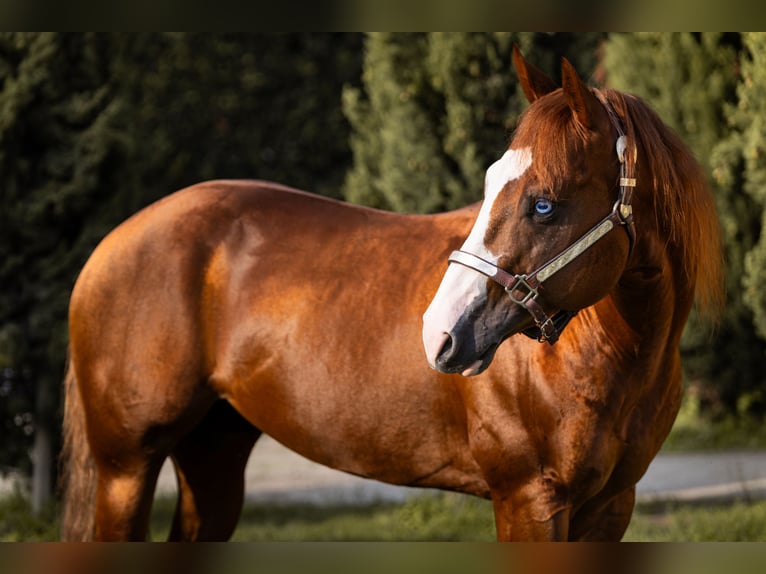 American Quarter Horse Hengst 7 Jahre Fuchs in CAMBIAGO