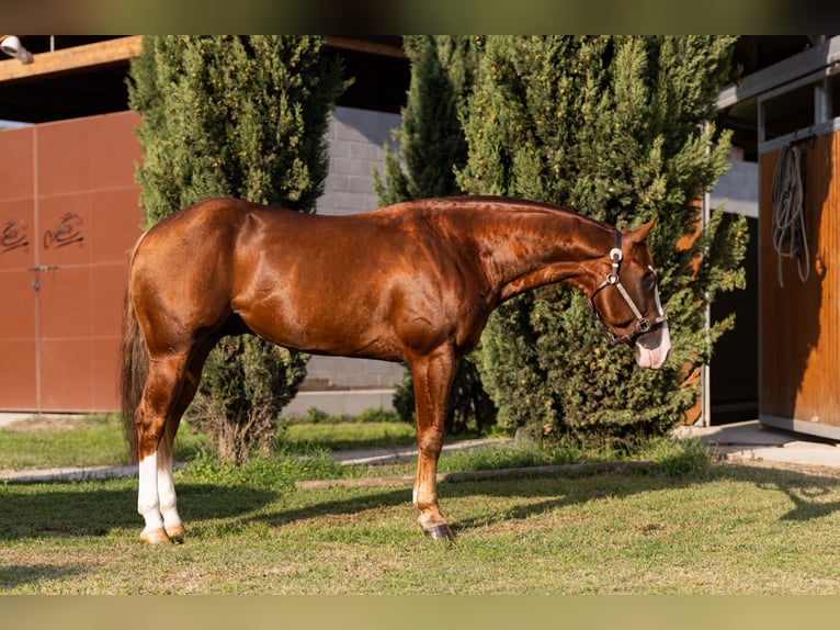 American Quarter Horse Hengst 7 Jahre Fuchs in CAMBIAGO