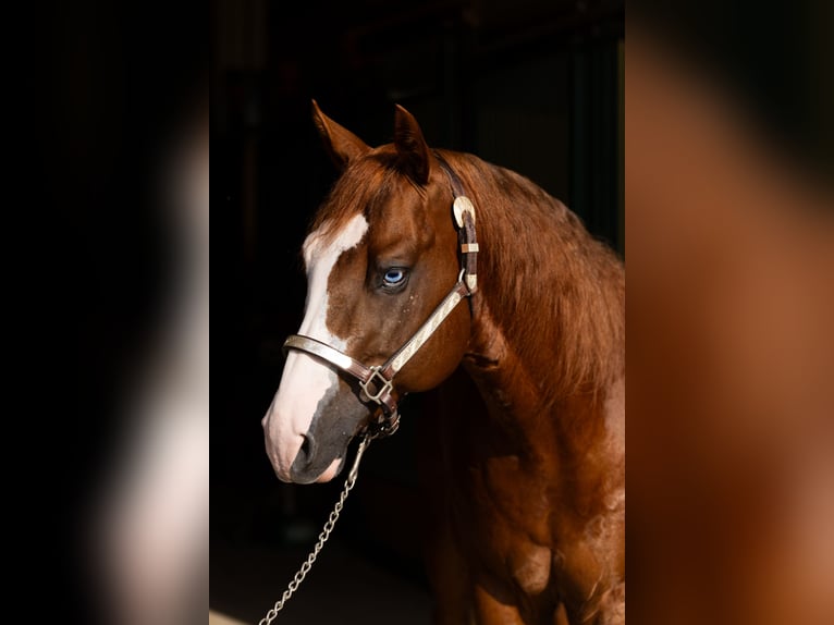 American Quarter Horse Hengst 7 Jahre Fuchs in CAMBIAGO