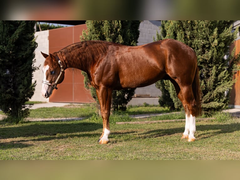 American Quarter Horse Hengst 7 Jahre Fuchs in CAMBIAGO