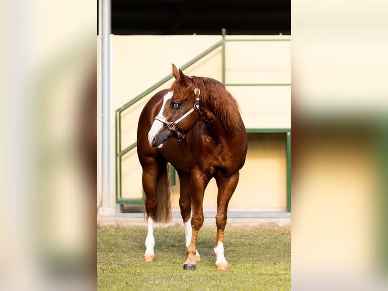 American Quarter Horse Hengst 7 Jahre Fuchs in CAMBIAGO