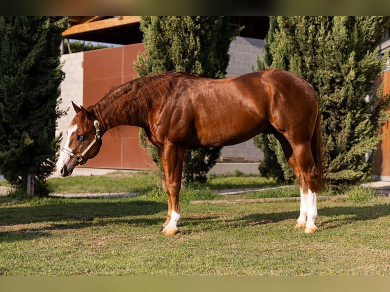 American Quarter Horse Hengst 7 Jahre Fuchs in CAMBIAGO