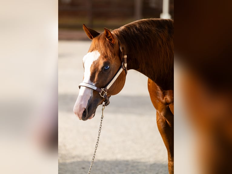 American Quarter Horse Hengst 7 Jahre Fuchs in CAMBIAGO