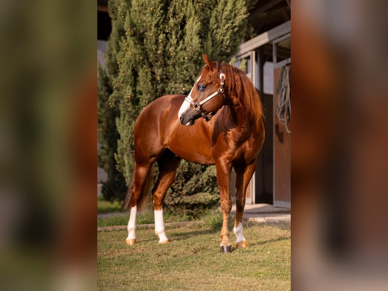 American Quarter Horse Hengst 7 Jahre Fuchs in CAMBIAGO