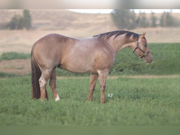 American Quarter Horse Hengst 7 Jahre Roan-Red in Menan