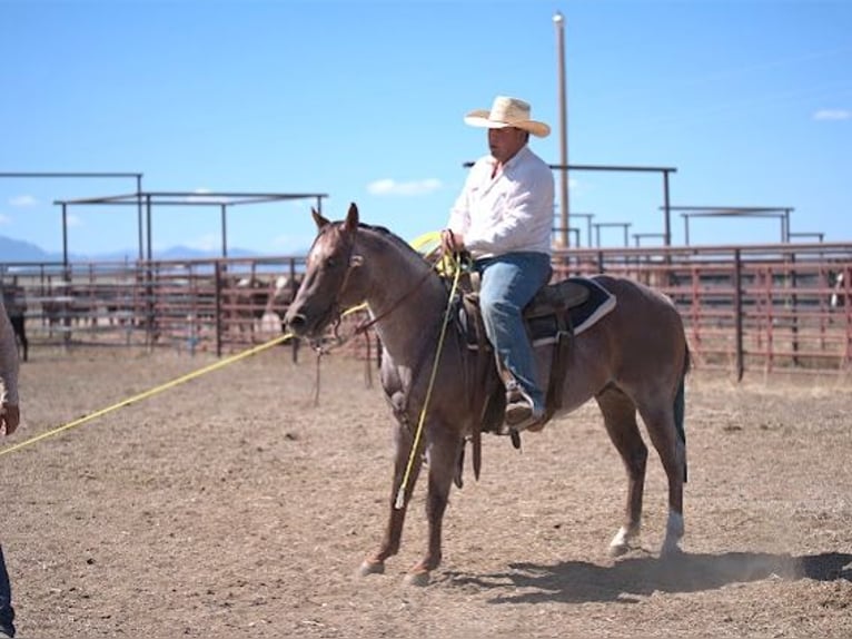American Quarter Horse Hengst 7 Jahre Roan-Red in Menan