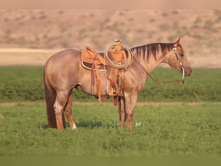 American Quarter Horse Hengst 7 Jahre Roan-Red in Menan